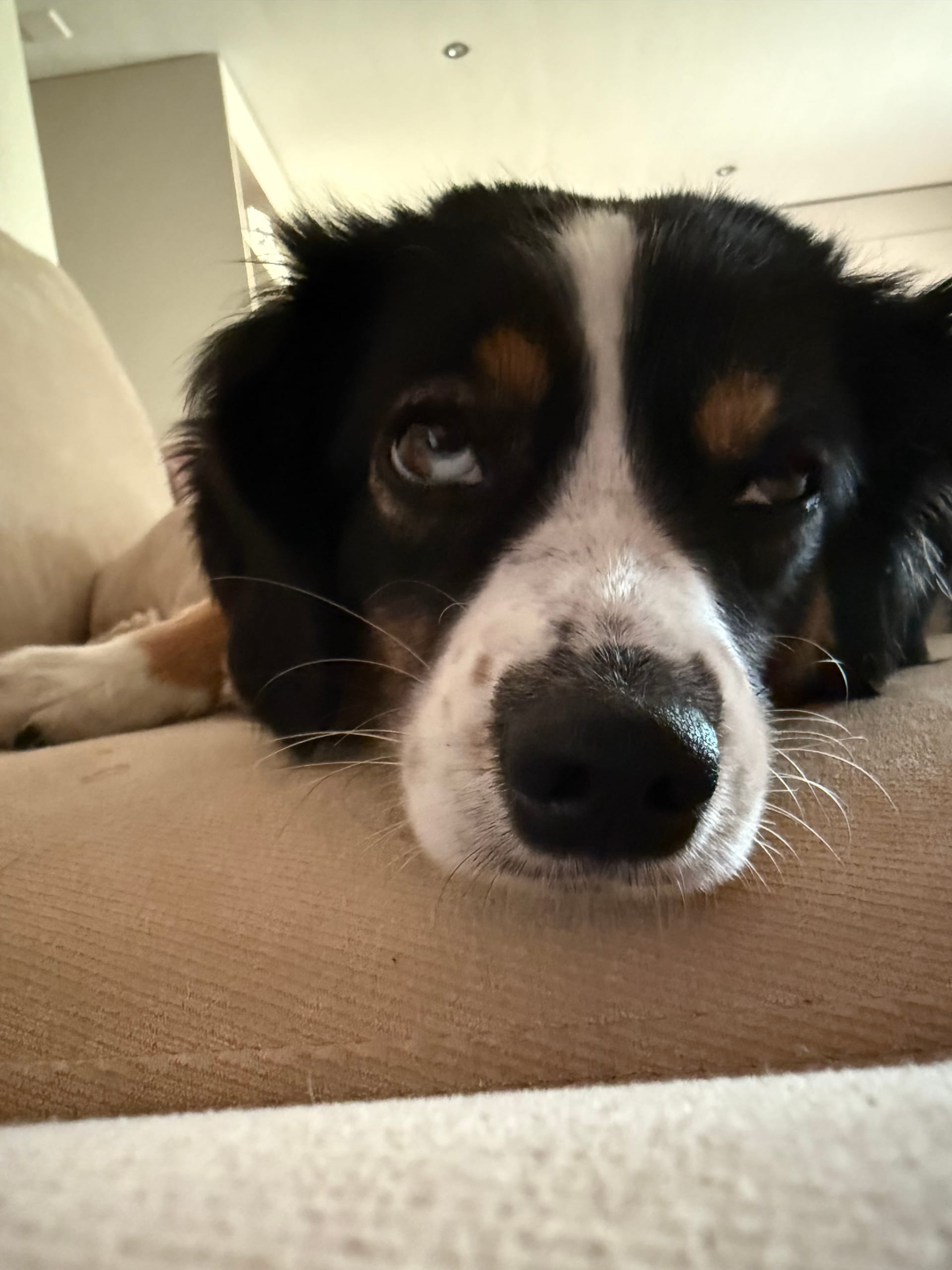 Umzugsupdate: Ich mach mir Sorgen um Finchen