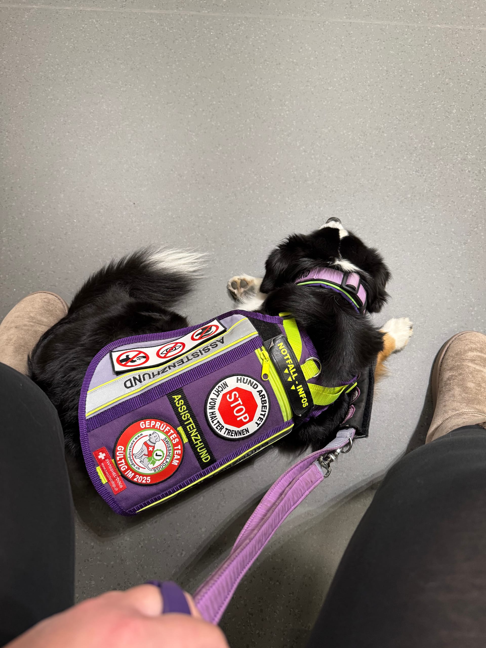 Assistenzhund zeigt im Wartezimmer an