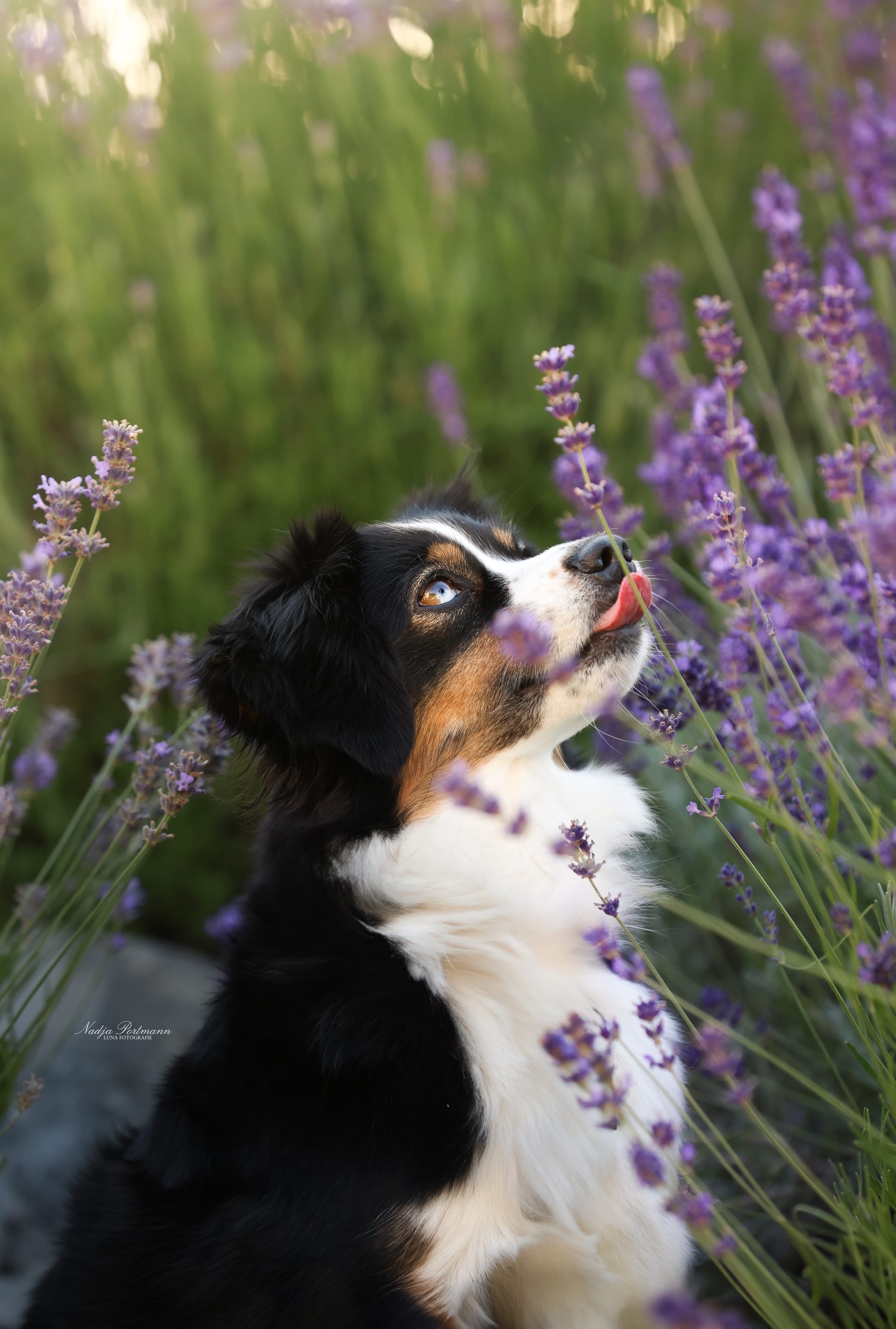 Die besten Leckerli-Rezepte, für die dein Hund dich anschmachten wird.