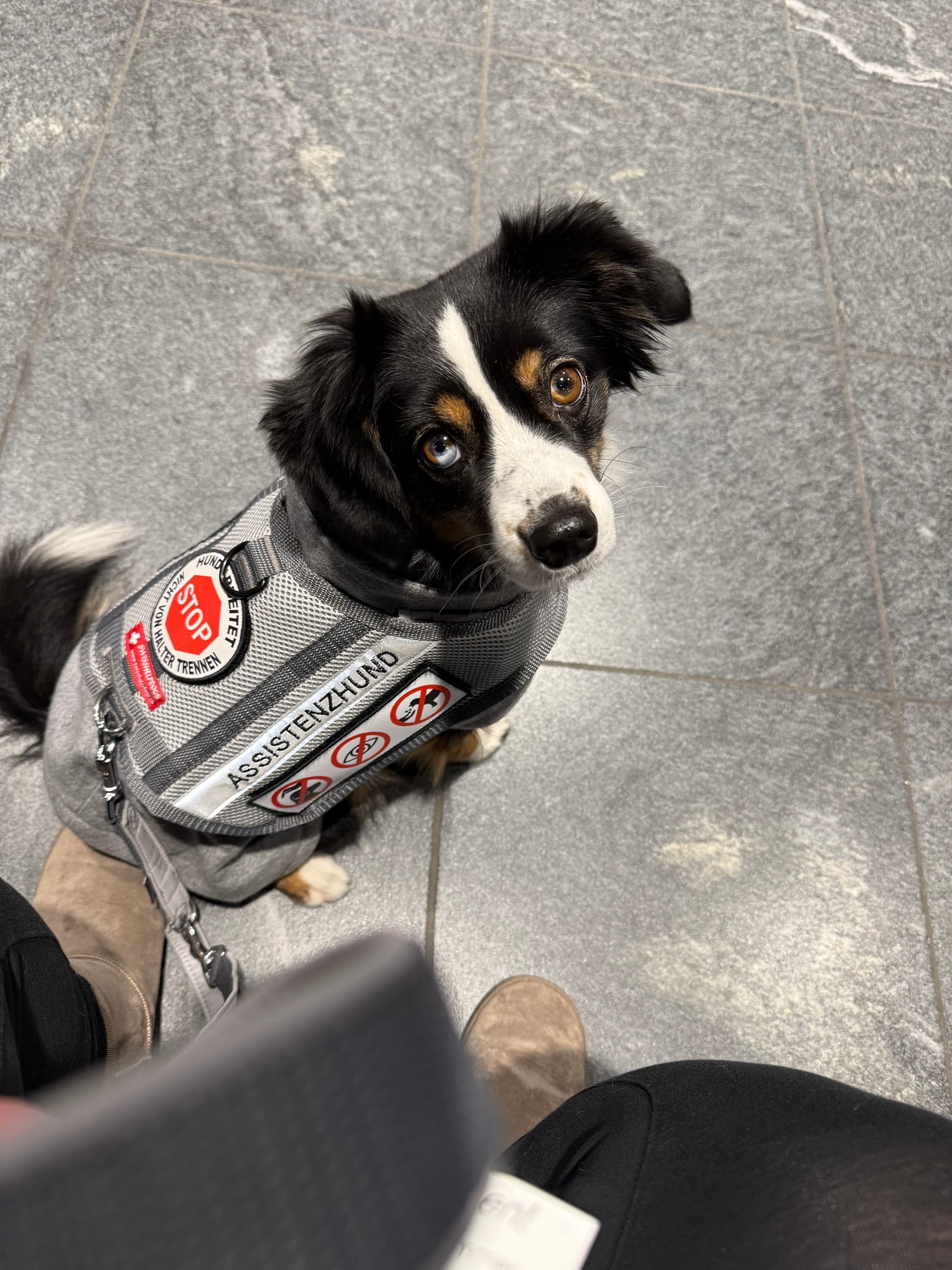 Zutrittsprobleme im Hotel – wenn Assistenzhunde fälschlich als Haustiere gelten