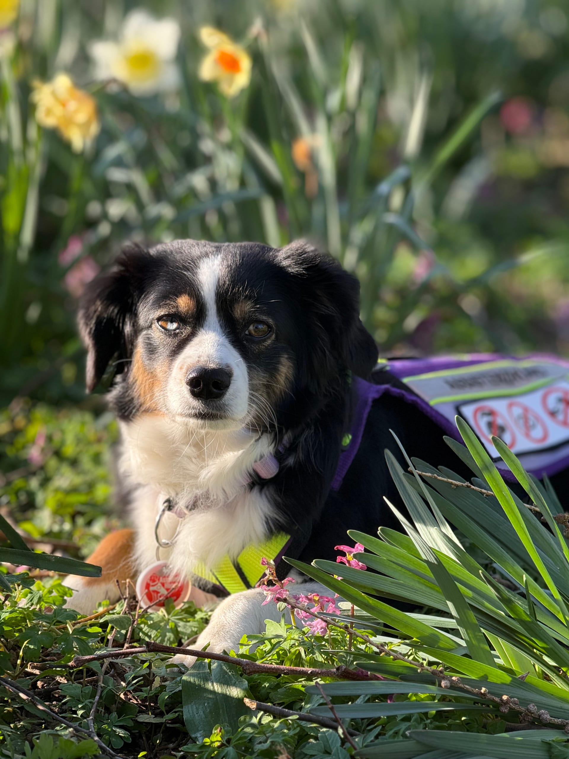 Was ist ein Assistenzhund eigentlich?