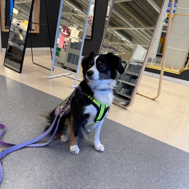 Bild von: Zen auf vier Pfoten – Wenn ein Kind bellt und dein Hund einfach cool bleibt
