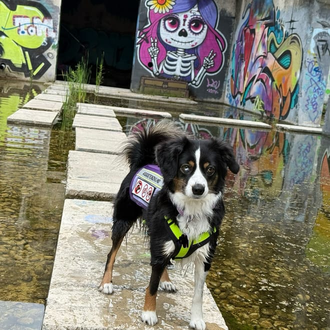 Bild von: Unser Ausflug ins Attisholz-Areal – Industriekultur, Street Art und Hundeglück