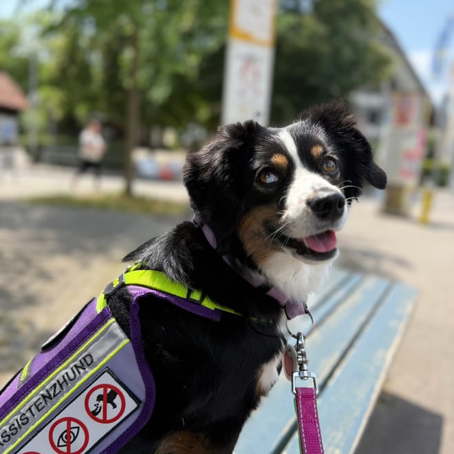 Bild von: Wohnungssuche mit Assistenzhund: Unsere Erfahrung