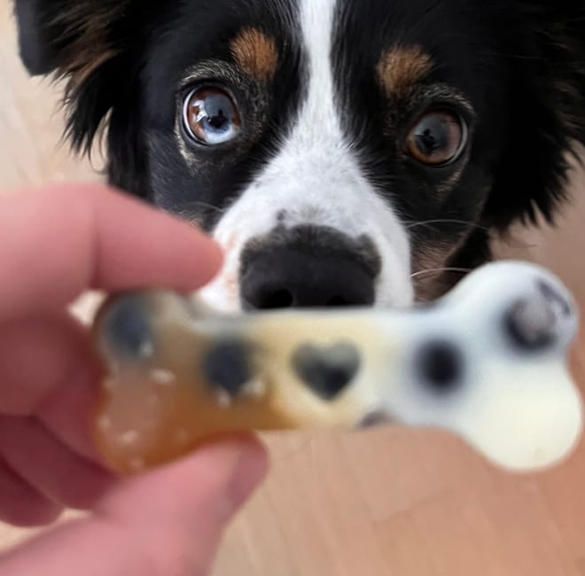 Bild von: Kannst DU den Knochen mit deinem Hund tauschen?