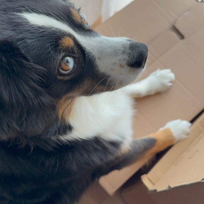 Bild von: Wenn dein Hund mehr Zeug hat als du selbst…