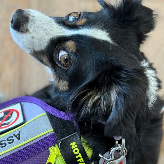 Bild von: „Assistenzhund? Wofür braucht man den denn im Supermarkt?“