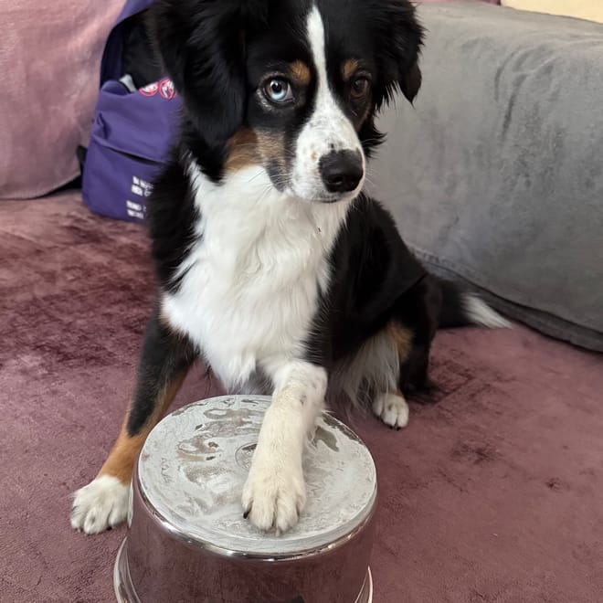 Bild von: Kochtopf + Hund = Geniale Auslastung!