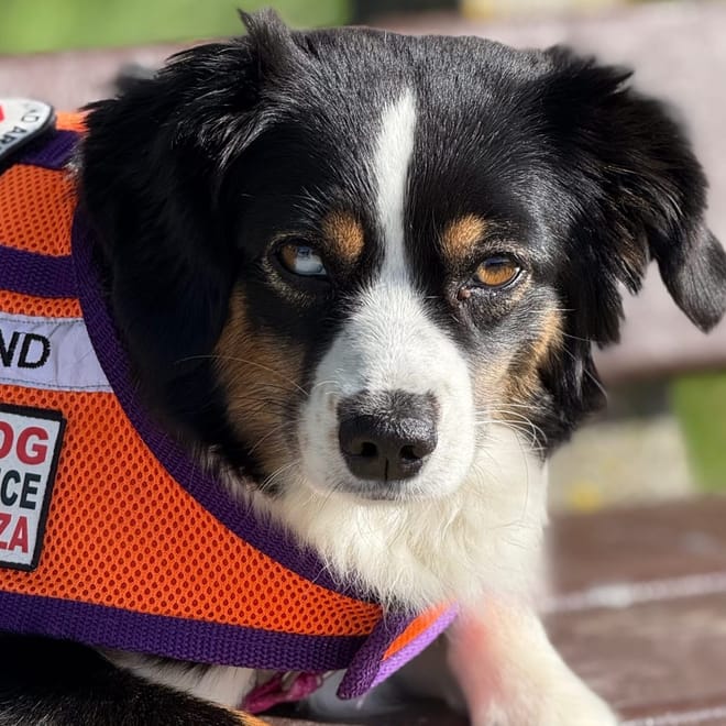 Bild von: Mit Assistenzhund in einer fremden Stadt unterwegs ohne die Sprache zu sprechen