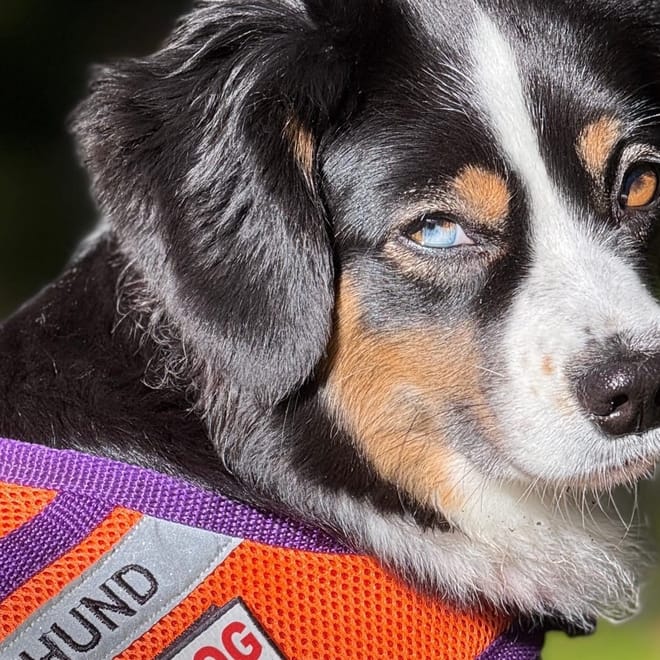 Bild von: PREVIEW: Ganz normaler Tag im Leben meiner Assistenzhündin