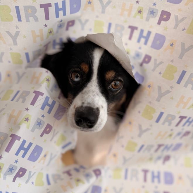 Bild von: Happy Birthday, Finchen – auf viele weitere gemeinsame Jahre!