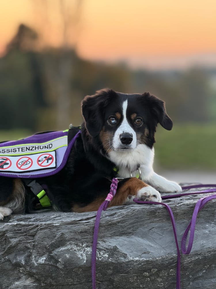 Assistenzhund